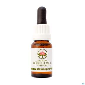 Aub Yellow Cowslip Orchid, A-Nr.: 2627482 - 01