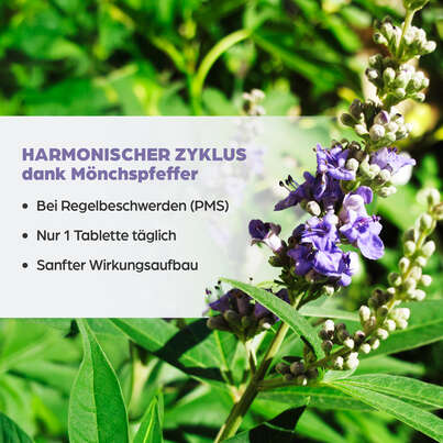 Sie sehen eine Packung Dr. Böhm Mönchspfeffer, Produktbild: 03 Dr. Böhm Mönchspfeffer, A-Nr.: 3524376 - 03