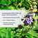 Sie sehen eine Packung Dr. Böhm® Mönchspfeffer forte 20 mg, Produktbild: 03 Dr. Böhm® Mönchspfeffer forte 20 mg, A-Nr.: 5530079 - 03