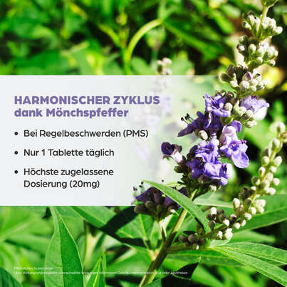 Sie sehen eine Packung Dr. Böhm® Mönchspfeffer forte 20 mg, Produktbild: 03 Dr. Böhm® Mönchspfeffer forte 20 mg, A-Nr.: 5530079 - 03